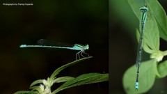 Pseudagrion decorum