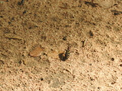 Cicindela calligramma