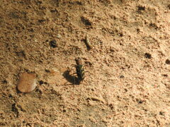 Cicindela calligramma