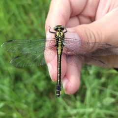 Gomphus vulgatissimus