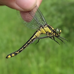 Gomphus vulgatissimus