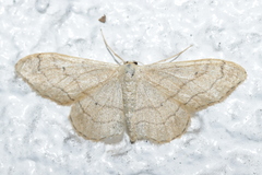 Idaea aversata