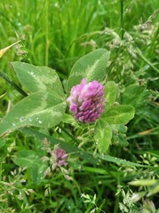 Trifolium pratense