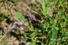 Bombus humilis