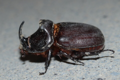 Oryctes nasicornis
