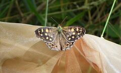 Pararge aegeria tircis