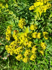 Euphorbia glareosa