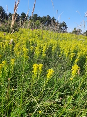 Euphorbia glareosa