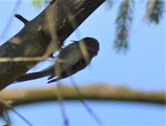 Certhia brachydactyla