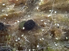 Berkleasmium concinnum