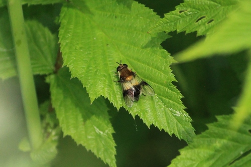 Blotch-winged Hoverfly photo 5