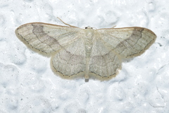Idaea aversata