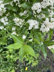 Cornus
