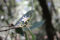 Styrax argenteus