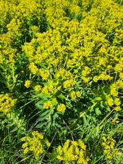Euphorbia glareosa