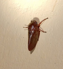 Eoscarta assimilis