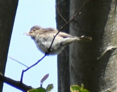 Muscicapa striata