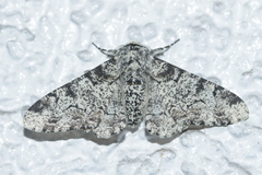 Biston betularia