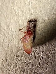 Eoscarta assimilis