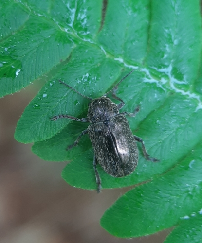 Hairy Leaf Beetle photo 2