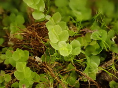 Cyrtomnium hymenophylloides