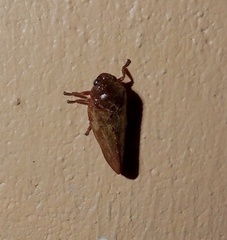 Eoscarta assimilis