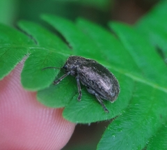 Glyptoscelis pubescens