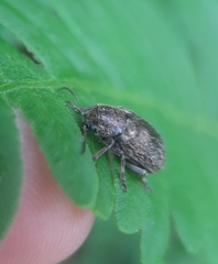Glyptoscelis pubescens