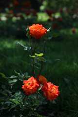 Rosa