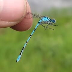 Enallagma cyathigerum