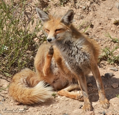 Vulpes vulpes barbara