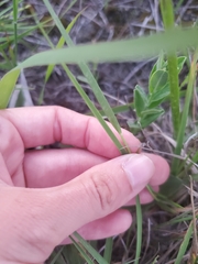 Dichanthelium perlongum