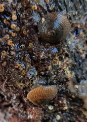 Steromphala cineraria