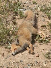 Vulpes vulpes barbara