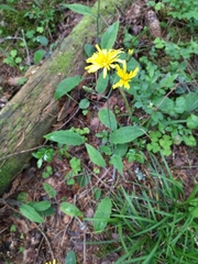 Hieracium sylvularum