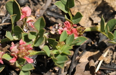Indigofera oxalidea