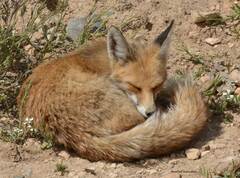 Vulpes vulpes barbara