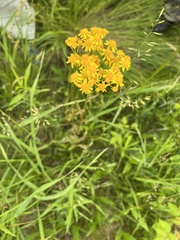 Packera schweinitziana