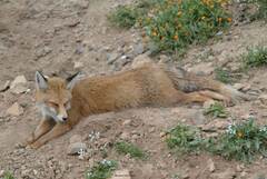 Vulpes vulpes barbara