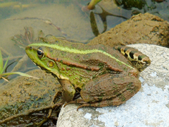 Pelophylax ridibundus