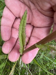 Packera schweinitziana