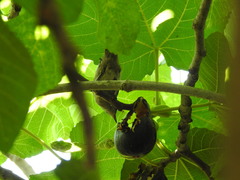 Curruca melanocephala