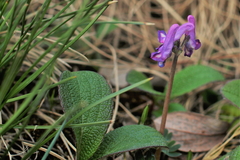 Corydalis pauciflora