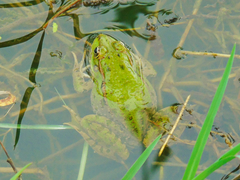 Pelophylax ridibundus