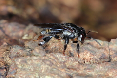 Scaptotrigona polysticta