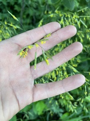 Bromus inermis