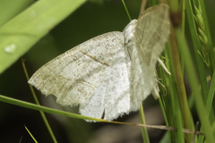 Petrophora subaequaria