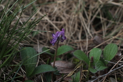 Corydalis pauciflora