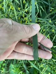 Bromus inermis