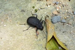 Plesiophthalmus formosanus